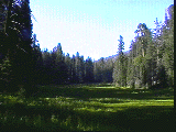 meadow1.gif (12279 バイト)