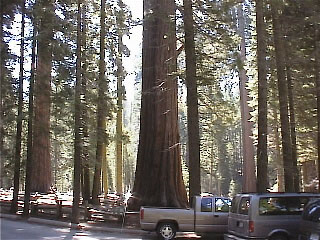 sequoia.jpg (70314 bytes)